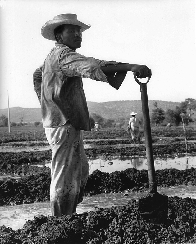 Campesino-morelense