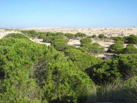 Dunas móviles de la reserva ecológica de Doñana-Huelva. Foto: Floriano Martins