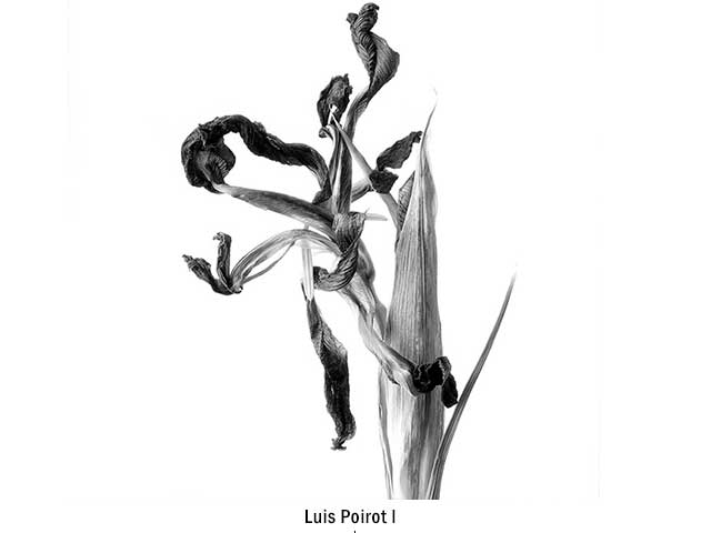 luis-poirot
